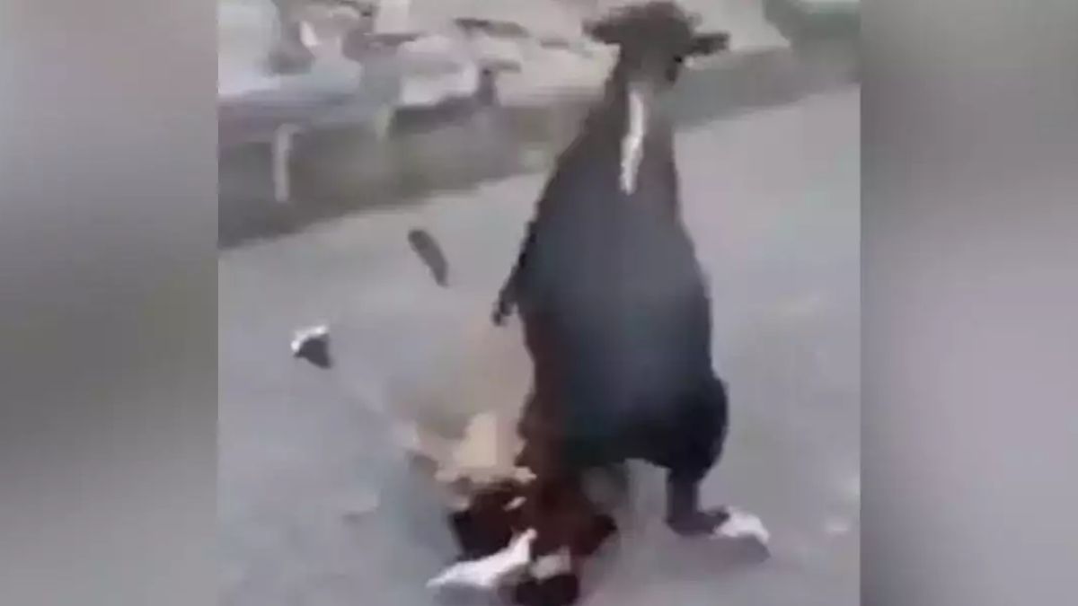 Bull Goes Rogue, Mercilessly Attacks A Man In Viral Video | Watch