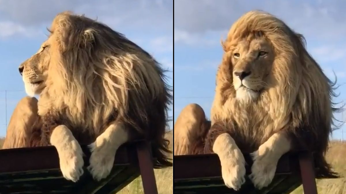 Top 146+ lion mane hair best - POPPY