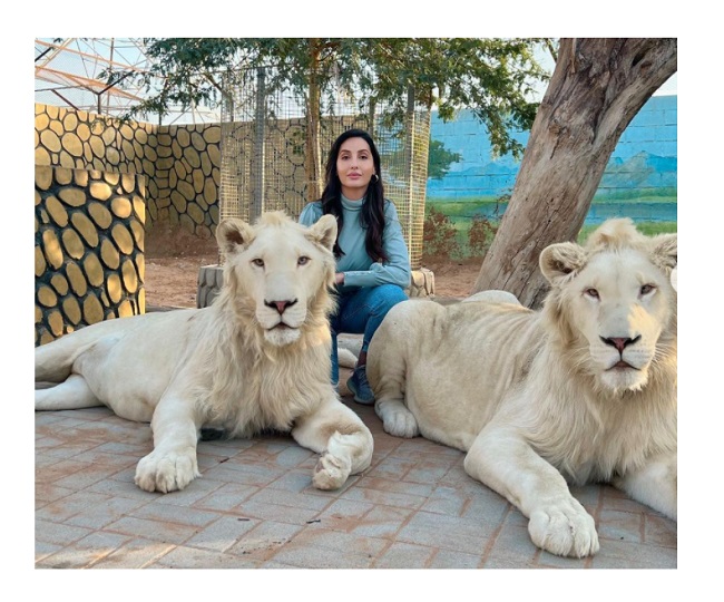 Nora Fatehi radiates &#39;lion energy&#39; as she poses with the King of jungle in  latest Instagram post | See Pics here