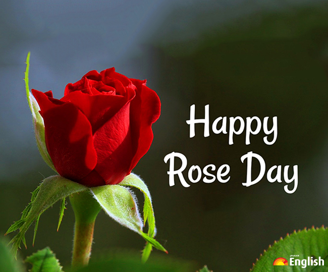 Happy Rose Day 2022: Wishes, messages, quotes, greetings, SMS, Facebook ...