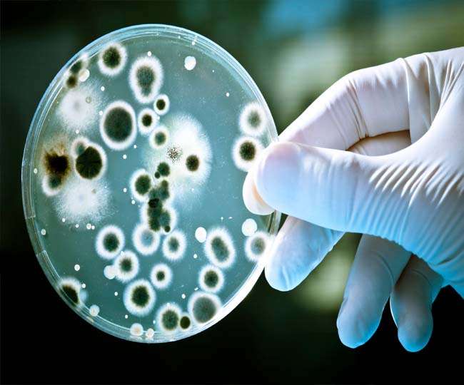 Superbugs killed over 12 lakh people globally in 2019, more than HIV or malaria