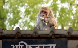 Monkey Throws 4-Month-Old Baby To Death From 3-Storey Building In UP's Bareilly