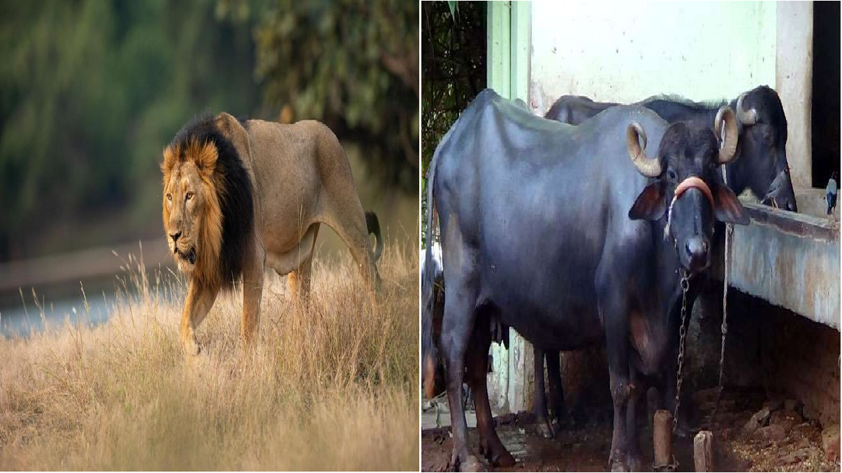 You Can Buy Lions At Cheaper Rates Than Buffaloes In Pakistan; Here's Why