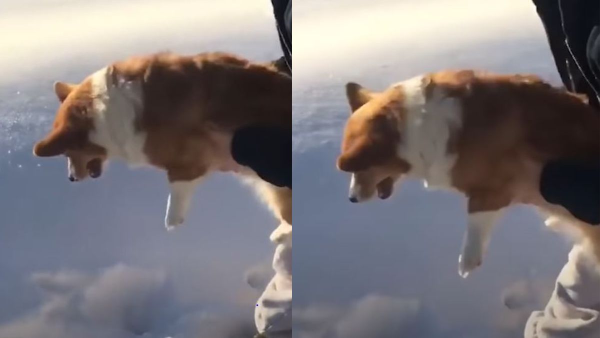Optical Illusion: Did That Dog Get Thrown Out Of Plane? Netizens Are Confused | Watch 