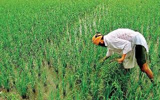 Govt Increases MSP For All 14 Summer Crops For Kharif Marketing Season..