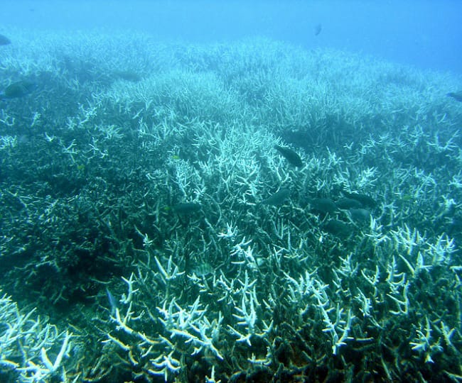 Australia's Great Barrier Reef suffers 4th mass bleaching in 6 years