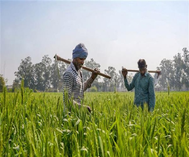 Jagran Explainer: Why sugarcane farmers are threatening to boycott voting and what are their demands