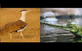 National Endangered Species Day 2022: Know date, history and importance of..
