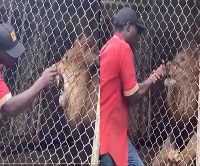 Lion bites off finger