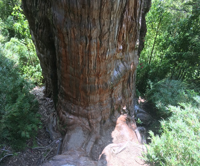 Se cree que el árbol de casi 5.500 años es el más antiguo del mundo encontrado en Chile
