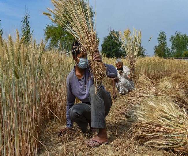 India bans wheat export with immediate effect to control rising domestic prices
