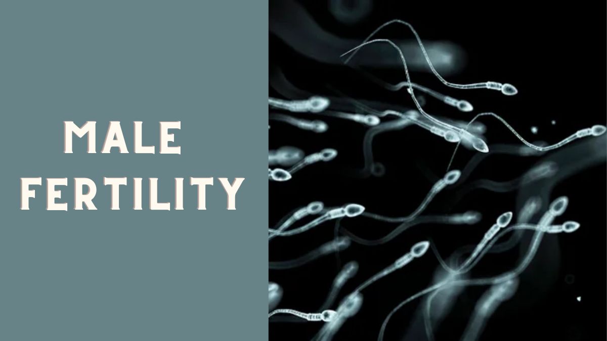 Male Fertility: What Is Normal Sperm Count And How Men Can Improve Their Fertility