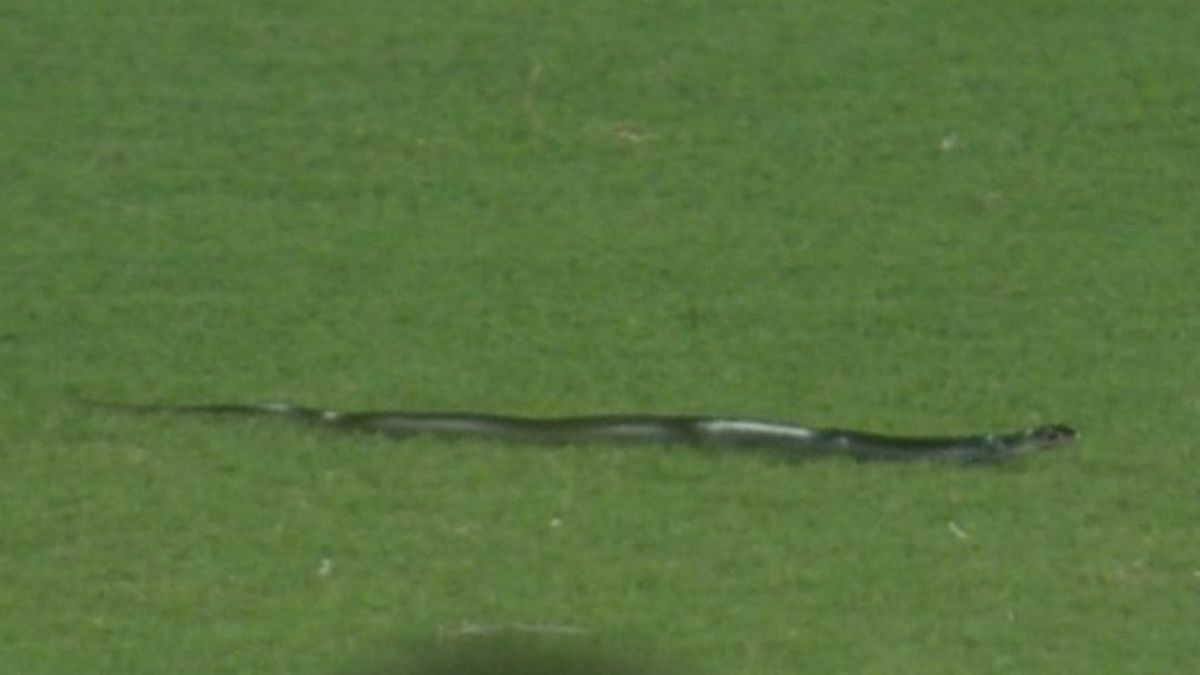 IND vs SA: Snake Enters On Field During 2nd T20I In Guwahati, Halts Match For Few Minutes