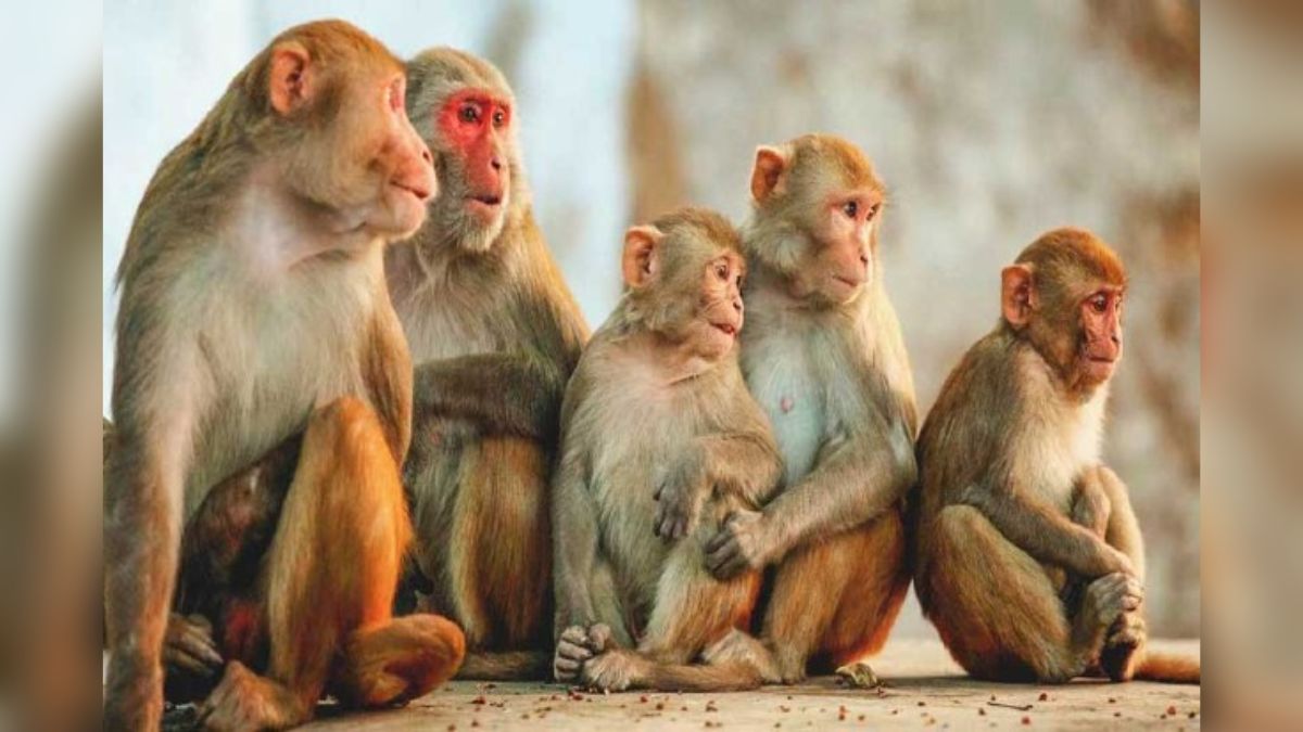 In A First, Monkey Are Proud Owners Of 'Land' In This Maharashtra Village