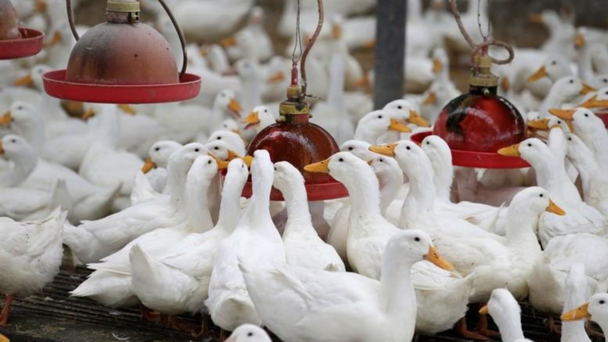 Central Team To Probe Bird Flu Outbreak In Kerala; Know About Avian