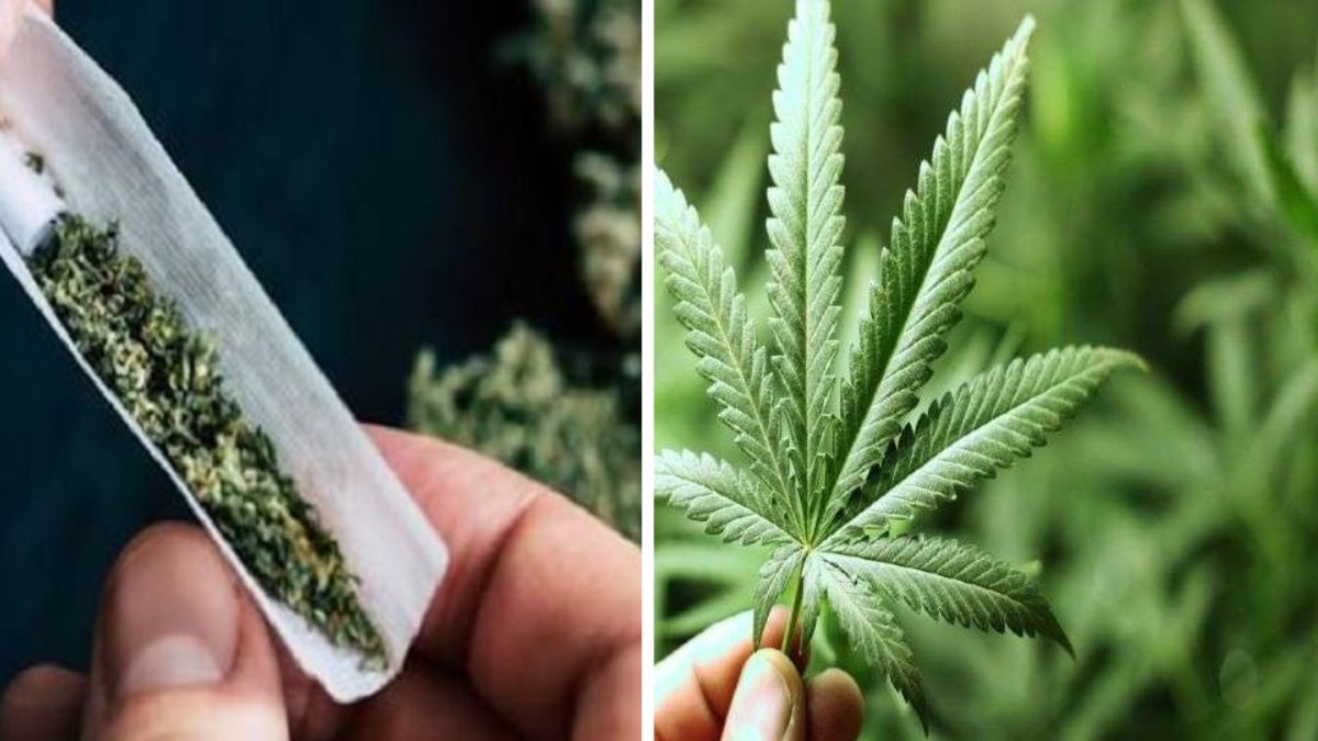 Stash In Dash': Canadians To Get Weed At Door Steps; Netizens Are 'High' On Excitement