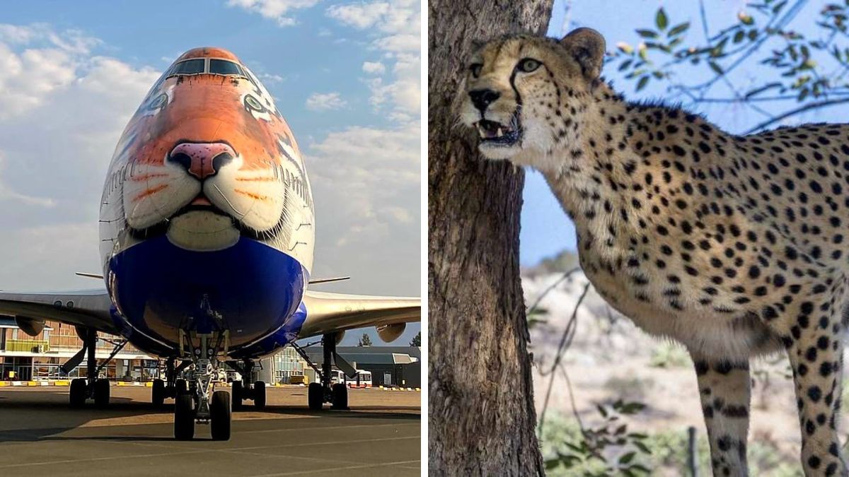 After 70 Years, Cheetahs Return To India On Occasion Of PM's Birthday