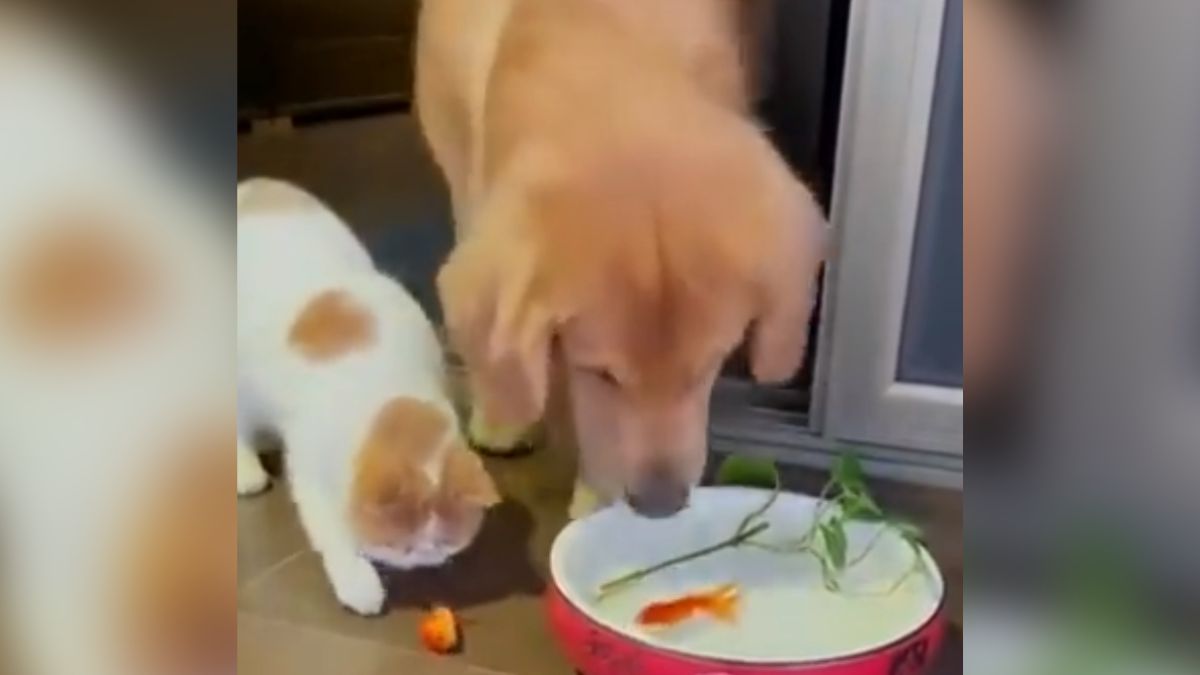 'Doggo To The Rescue': Dog Saves Gold Fish From Cat's Paw In Viral Video | Watch