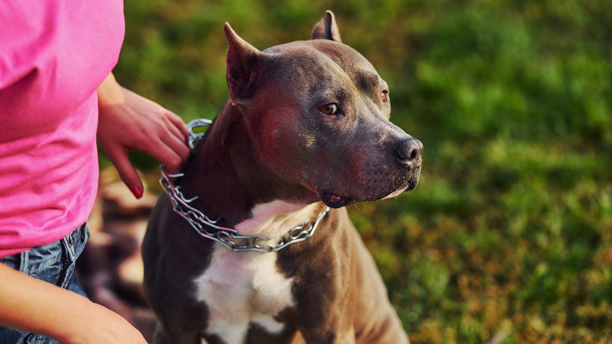 10 Different Pit Bull Bloodlines (With Pictures) Hepper | atelier-yuwa ...