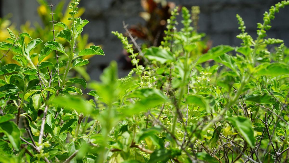 tulsi leaves benefits