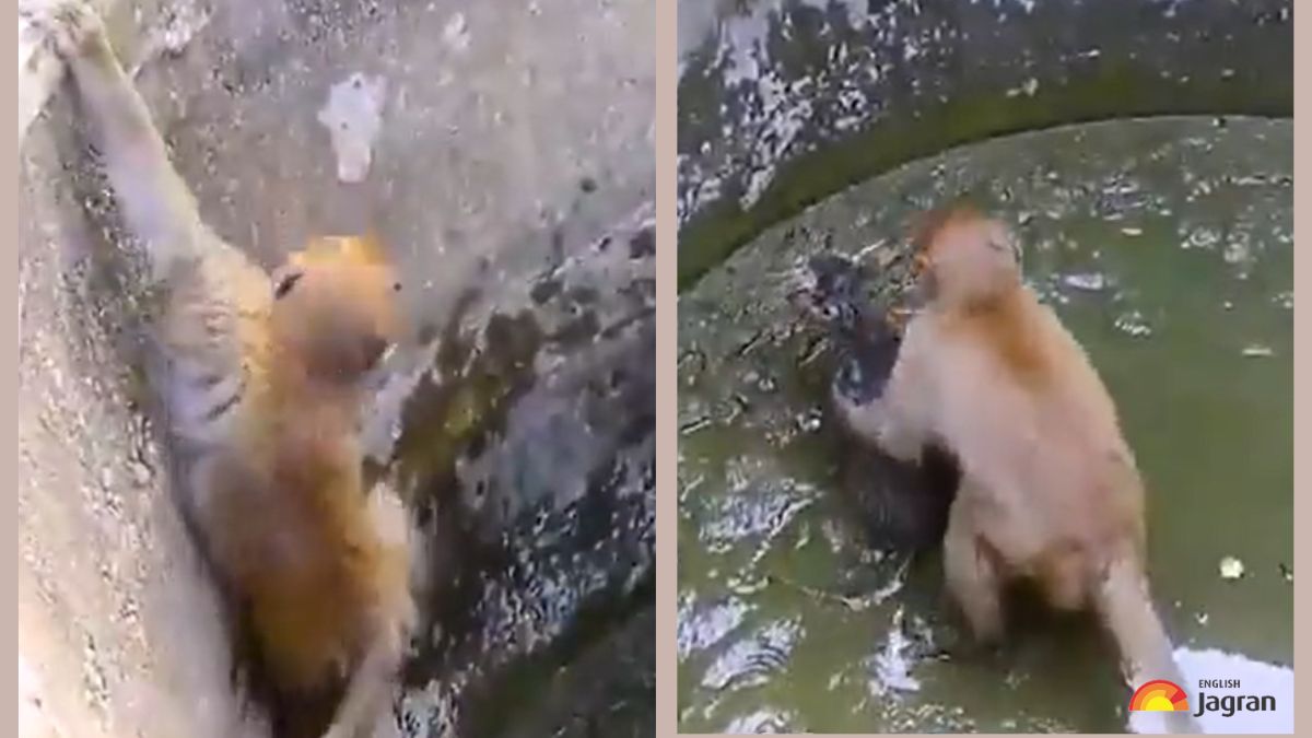 Watch: Heartwarming Video Of A Monkey Saving A Kitten From A Muddy Well ...