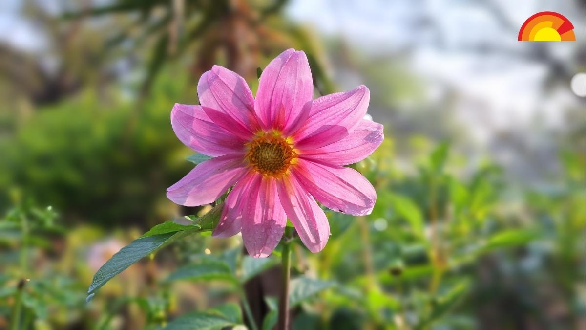 Samsung Galaxy A54 5G Portrait Mode