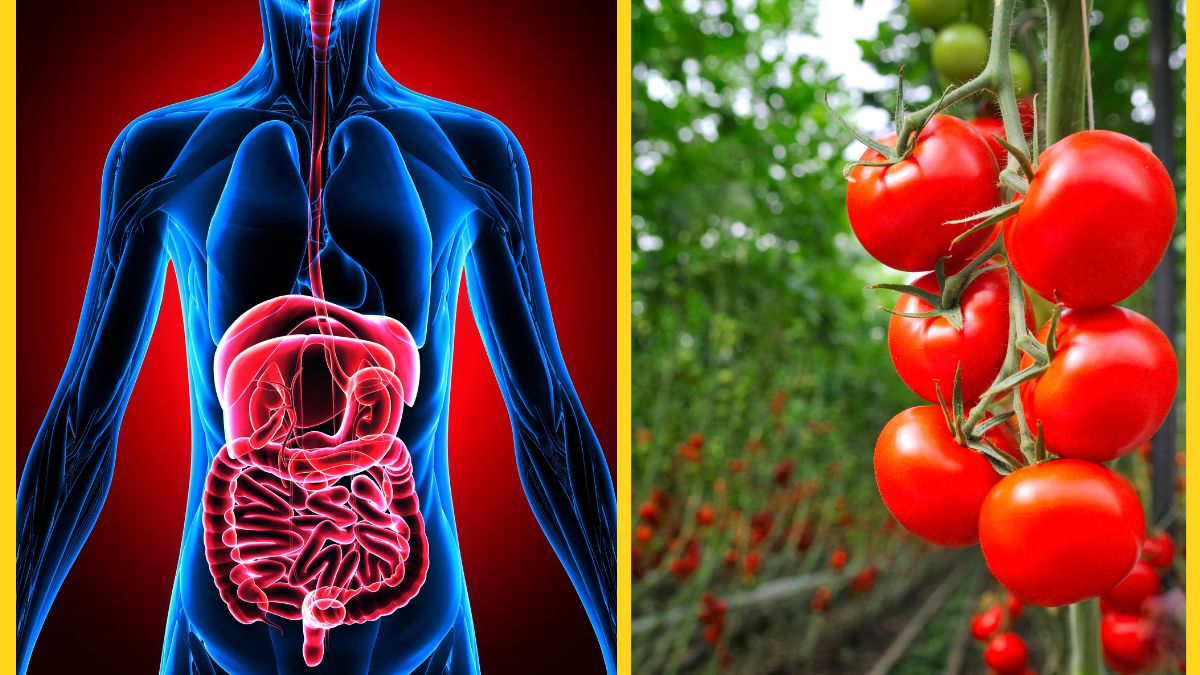 Benefits Of Tomatoes 5 Mind Blowing Reasons Why It Is Good For Your Body