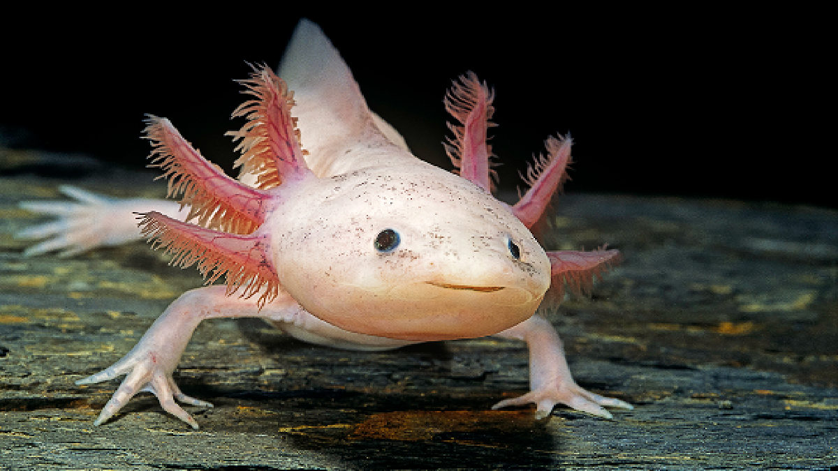 Axolotl (Source: Representative image)