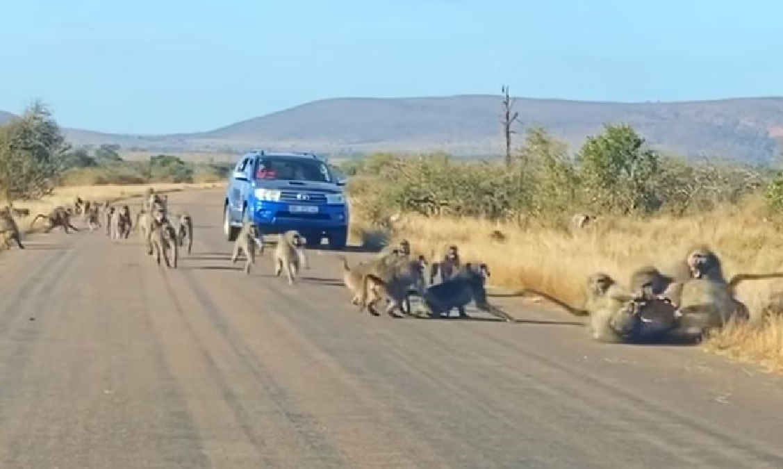 baboons-unite-to-defend-their-young-ones-from-leopard-attack-video-goes-viral-and-leaves-internet-impressed