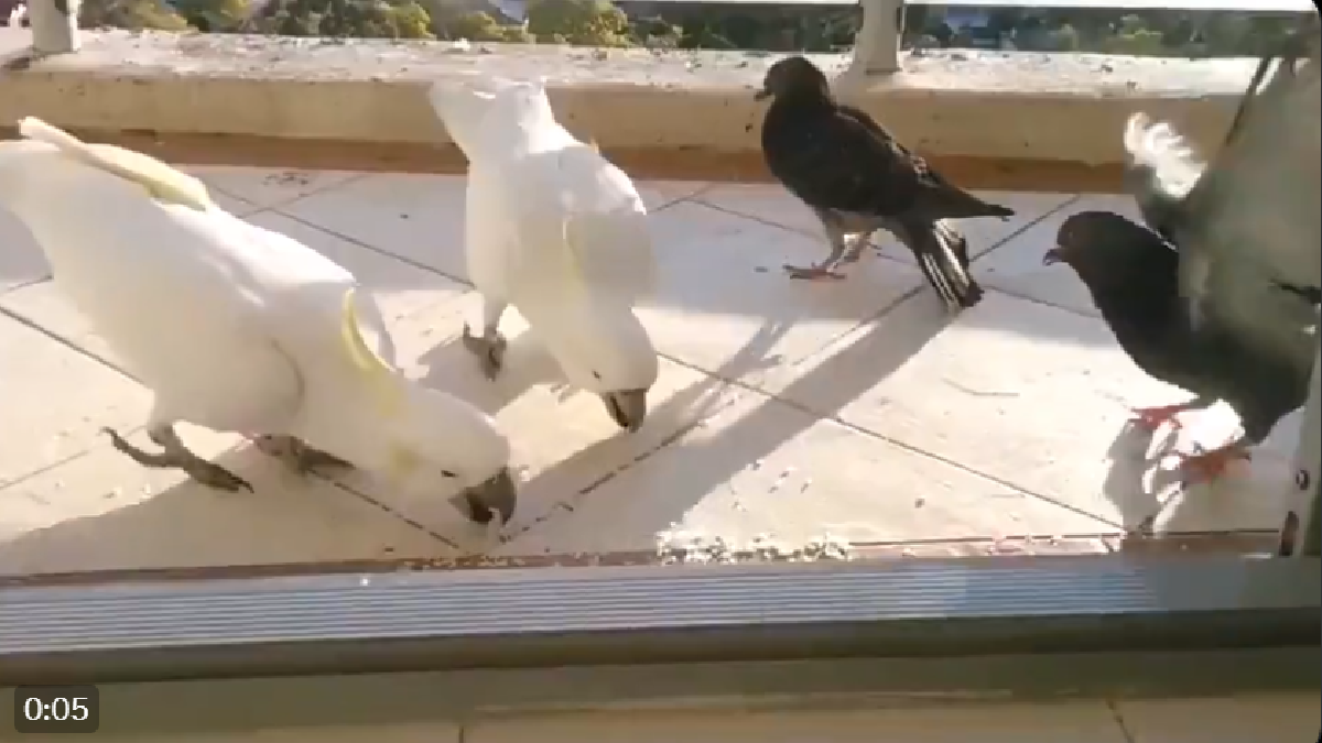 video-of-white-parrots-bullylike-behaviour-with-a-pigeon-goes-viral-netizens-left-in-splits