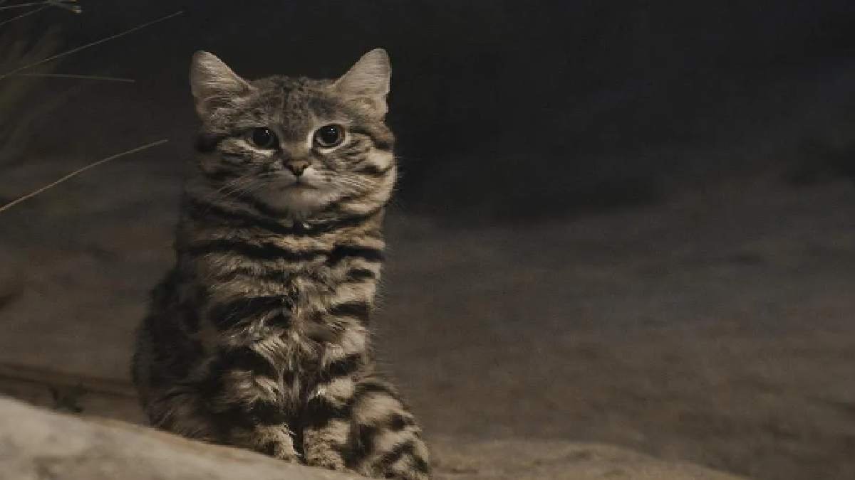 Black Footed Cat (Source: representative image)