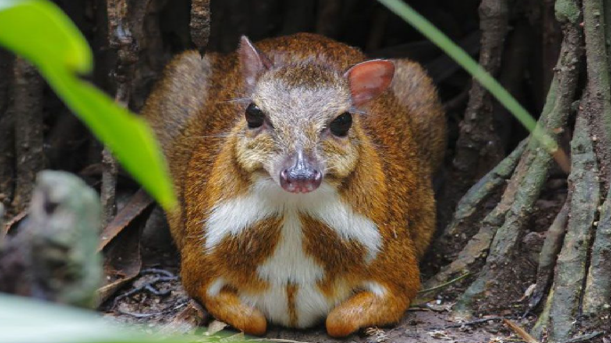 Chevrotain (Source: representative image)