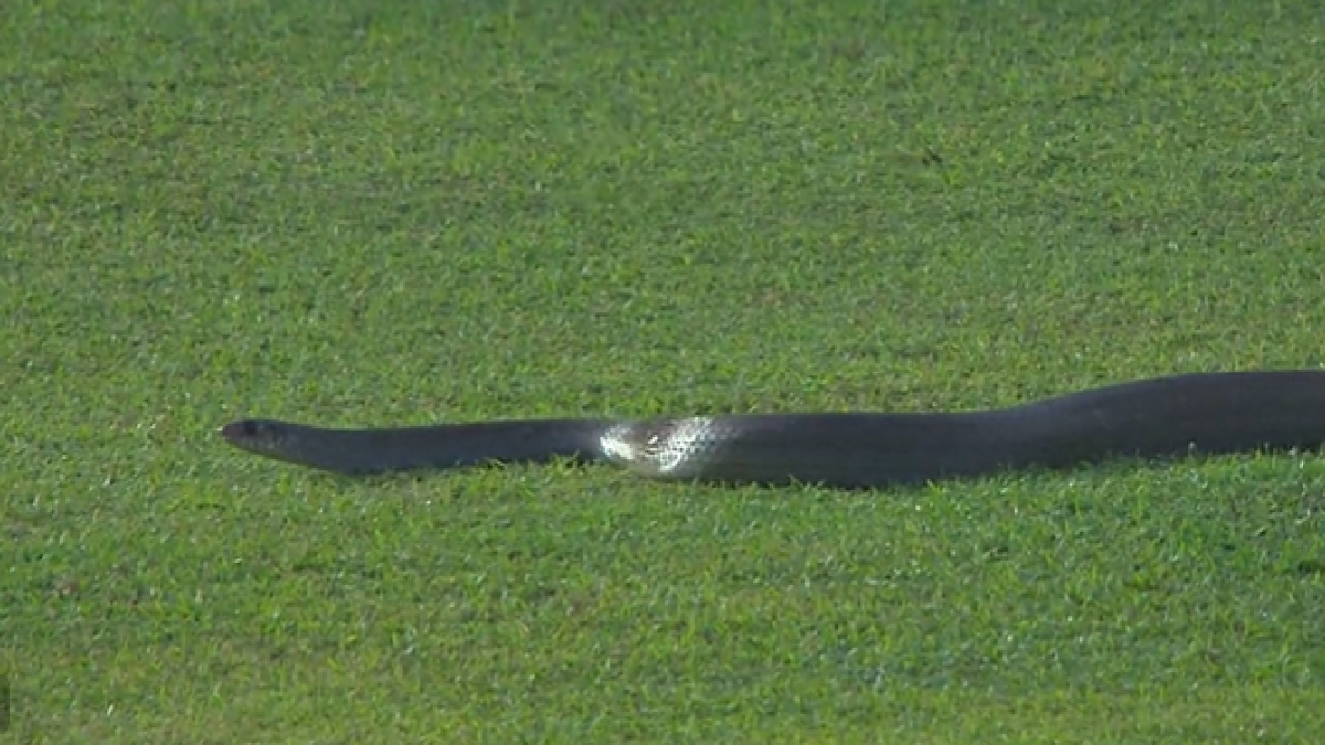 Snake halts play during Sri Lanka cricket match