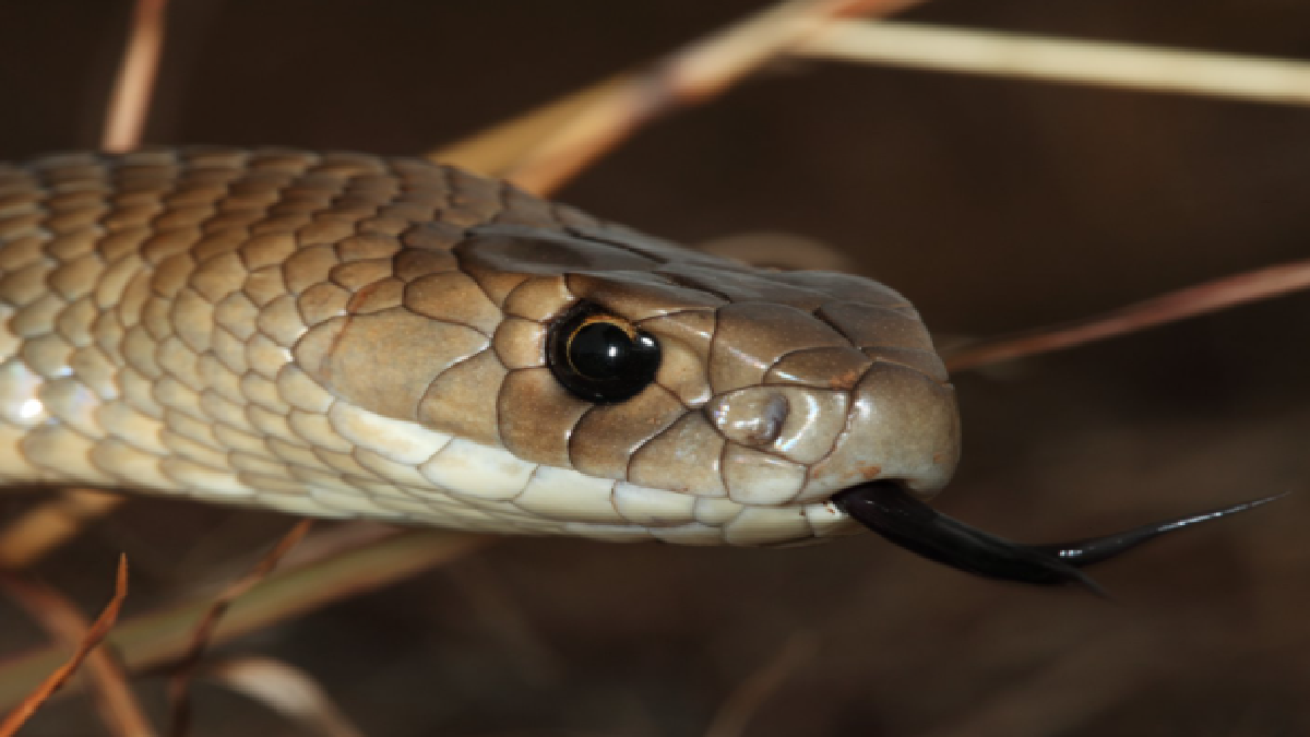 Eastern Brown Snake (Source: Representative image)