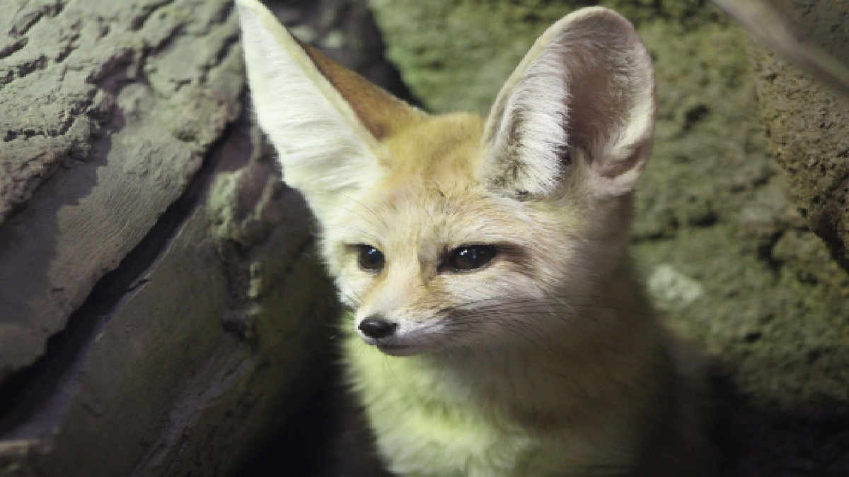 Fennec fox (source: Representative image)