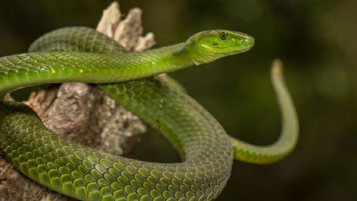 Top 10 Most Dangerous Snakes In The World | Inland Taipan, Forest Cobra ...