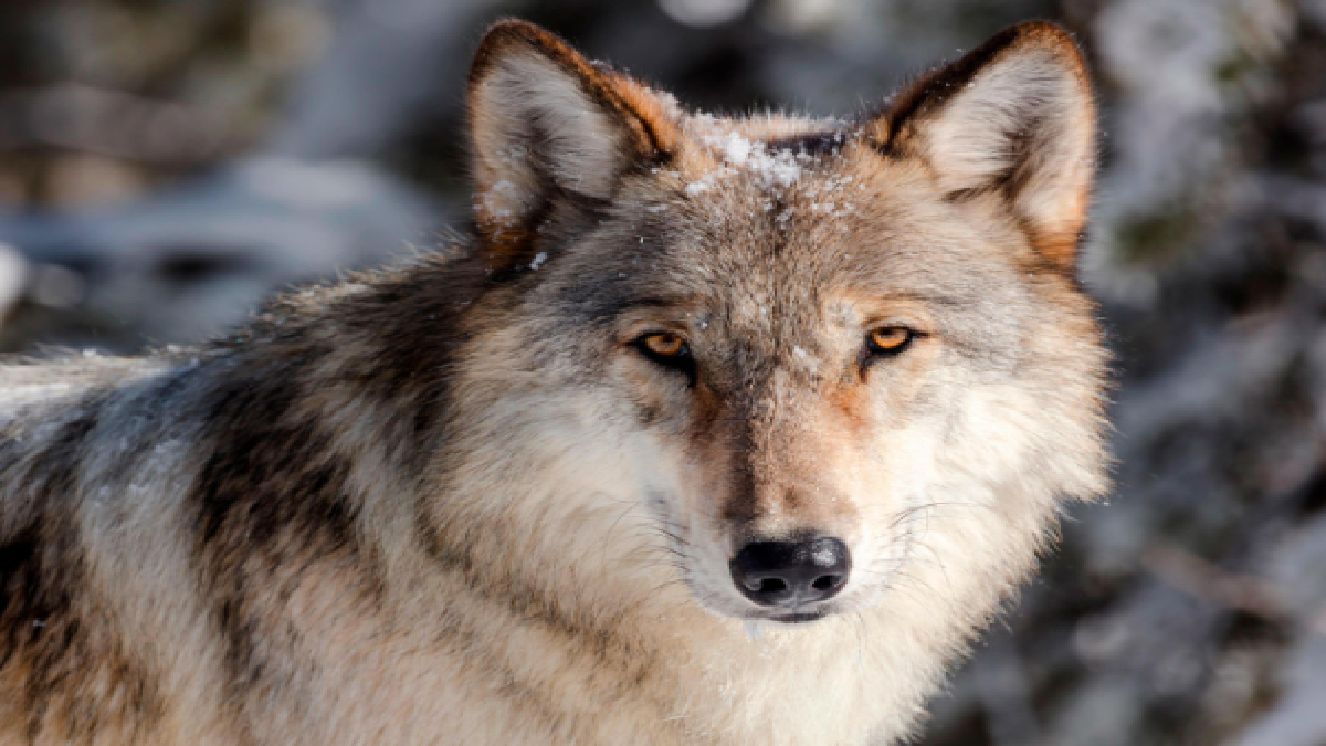 Grey Wolf. Source: Representative Image