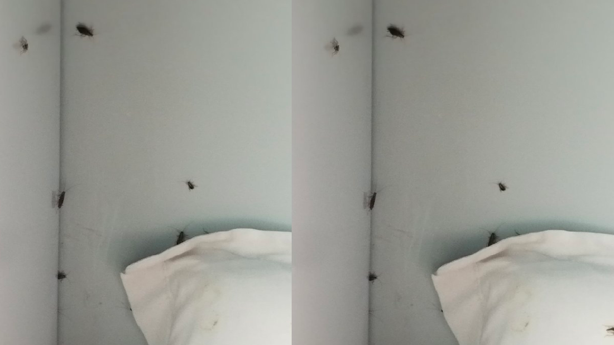 man-shares-picture-of-cockroaches-roaming-near-his-seat-in-train-netizens-irked
