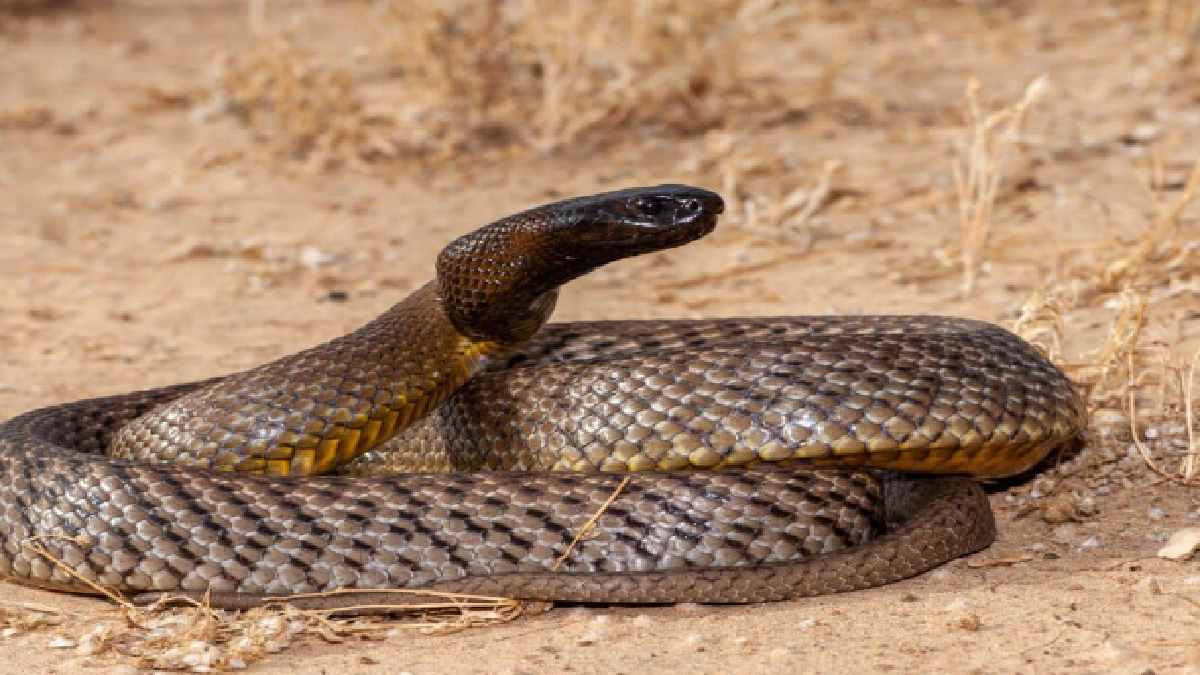 Australia's 10 most dangerous snakes