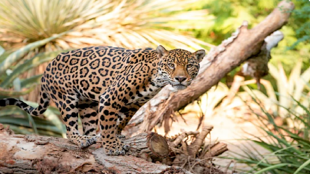 Jaguar. Source: Representative Image