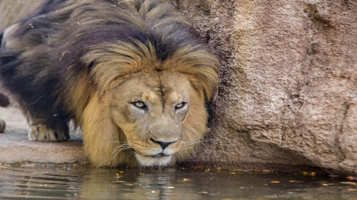 Lion. Source: Representative Image