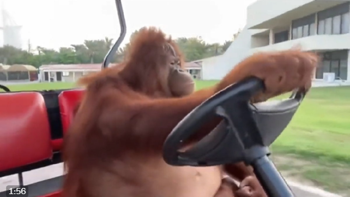 Orangutan Casually Drives Golf Cart; Viral Video Leaves Netizens ...