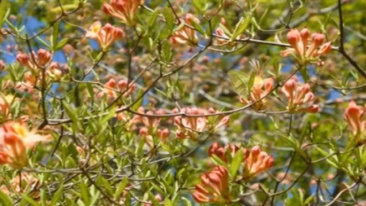 Let’s See If You Can Spot The Butterfly In Under 30 Seconds! (Source: Representative image)