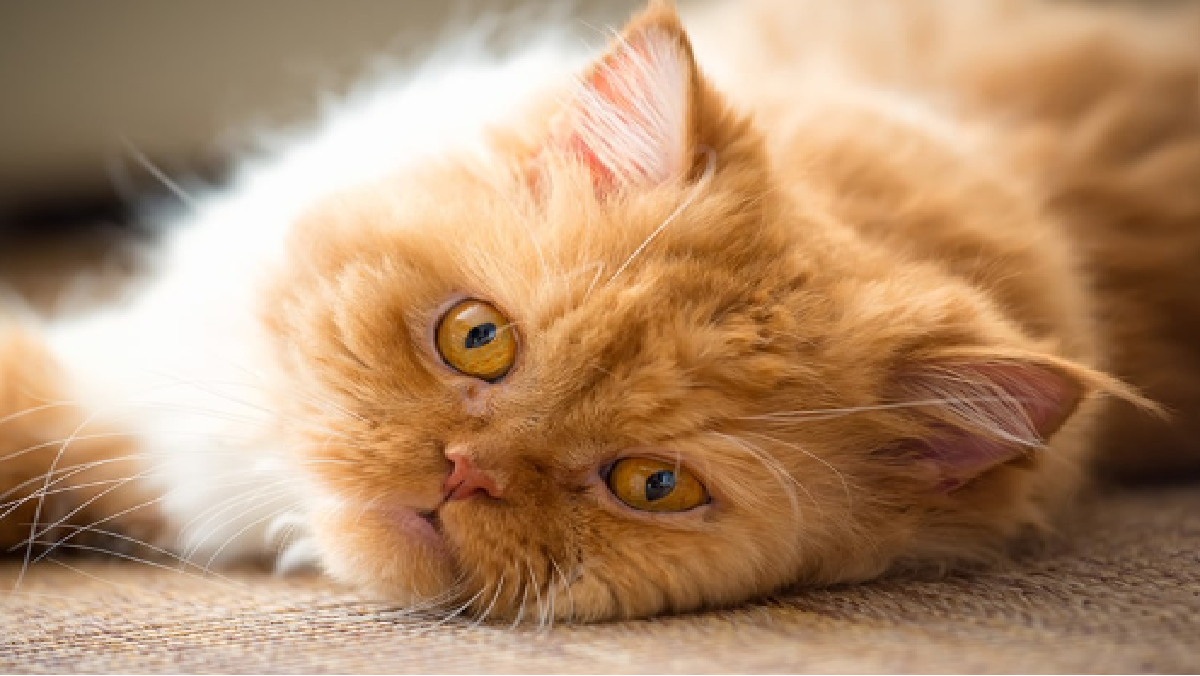 trans-people-allegedly-abduct-pet-persian-cat-after-indore-woman-refuses-to-give-shagun-money