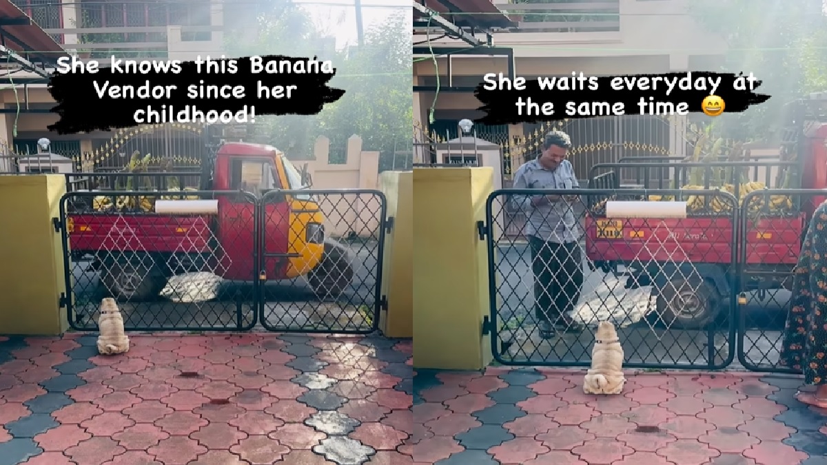 video-of-a-pug-patiently-waiting-for-its-banana-seller-friend-wins-hearts-online-watch