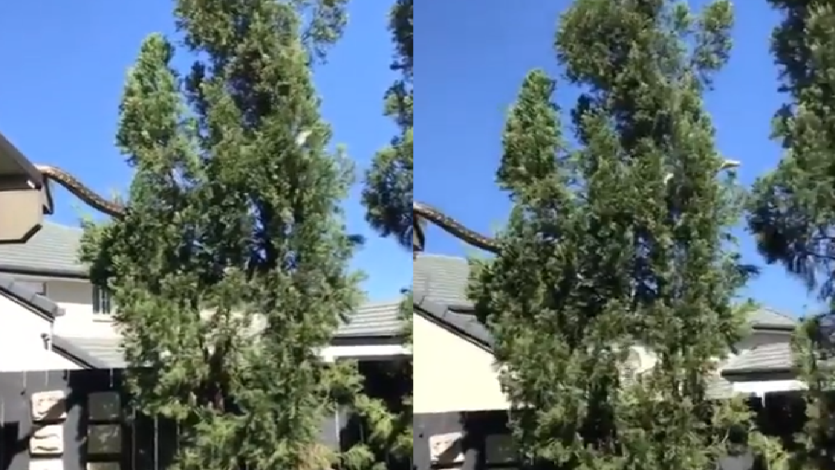 5meter-long-carpet-python-hops-from-rooftop-to-tree-in-australia-video-goes-viral