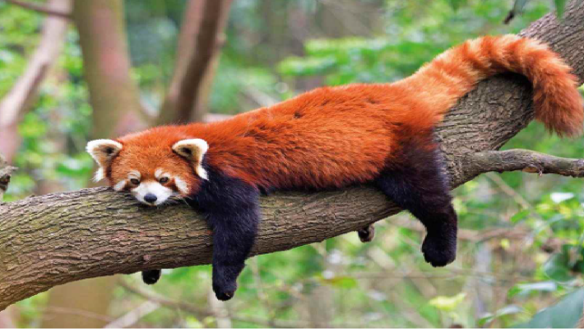 Top 10 Cutest Animals In The World| Quokka, Black-Footed Cat to Red Panda