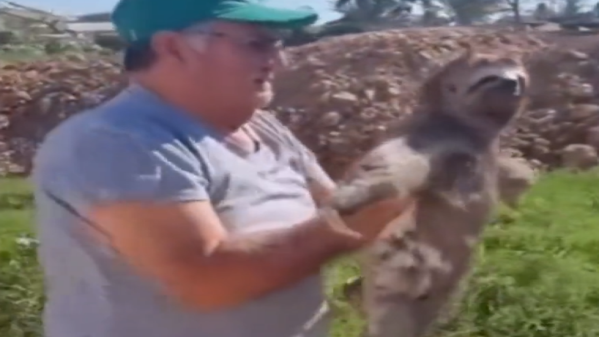 time-travelling-netizens-react-to-video-of-sloth-enjoying-speed-watch-viral-video