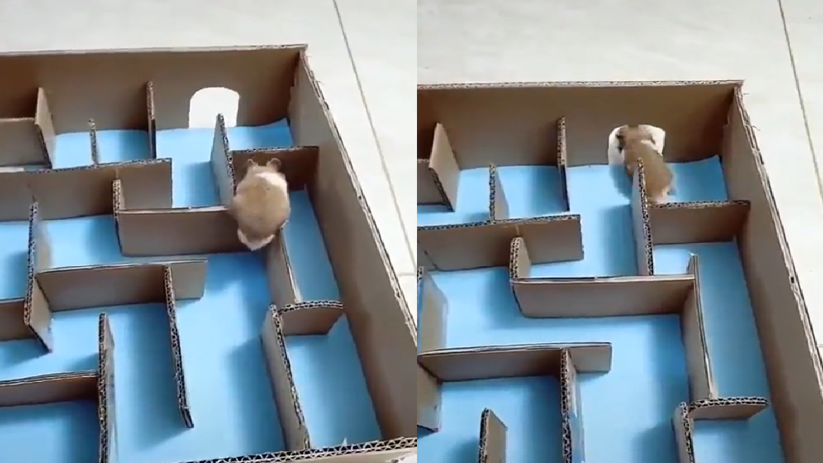 Guinea Pig’s Out-Of-The-Box Strategy To Solve Maze Impresses Netizens