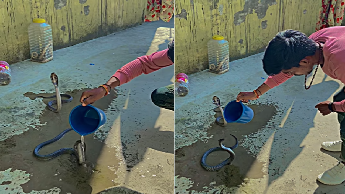 viral-man-pours-water-on-snakes-video-leaves-netizens-in-shock-watch
